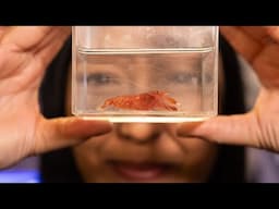 Researching snapping shrimp to learn about brain damage prevention