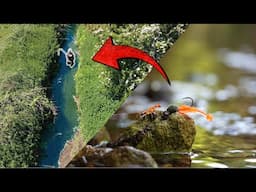 Can This Microscopic Lure Catch a Ditch Giant?