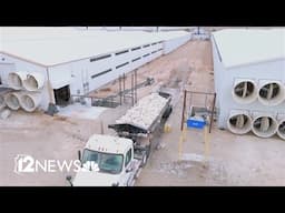 Arizona egg producer blames federal ban on avian flu vaccination