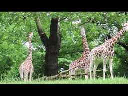 Zoo animal welfare - giraffes attempting to browse on leaves that are out of reach