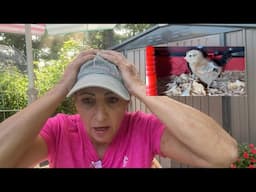 WeekEnd Vlog | From Gardening To Preserving To ( Mystery ) Chick