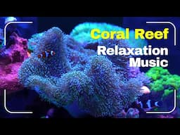 2 Hours of Aquarium Relaxation (4K, No Middle Ads)
