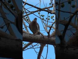 para mi esta aves son palomas tu con que nombre las conoces