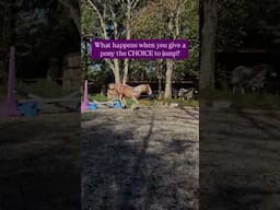 What happens when you give a pony the CHOICE to jump?