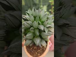 Haworthia Watermelon | bikolanahardinera #shortvideo #plants #haworthia