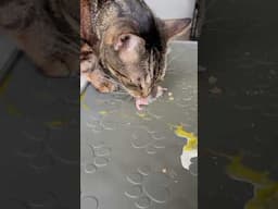 When you try being a petfluencer for a day 😹