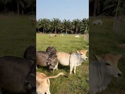 Mini Cow in Andhra Pradesh 😱#cow #minicow #nadipathygoshala  #andhrapradesh