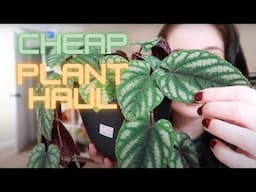 Cheap/affordable Big Box Store Plant Haul | Colorado + Oregon