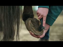 How to Pick a Horse's Foot