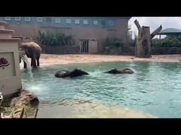 May 7 - Elephant Pool Party