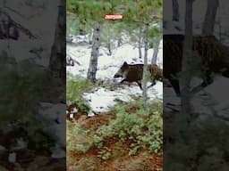Wildboar hunting #okaysahin #SightMark #hugluveyron