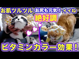 2025ｰ03−30 保護猫たちの「ほっこり猫ライブ」ハッチ＆マック＋黒猫めめ＋がんサバイバーママ Cat live Stream in Japan -Cat Life TV