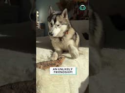 Unlikely Friends Bearded Dragon And Husky || ViralHog