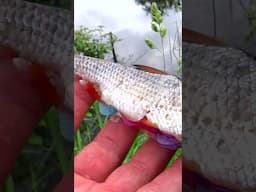 Pike attacks kids toy Nemo Robot fish video explained 😜