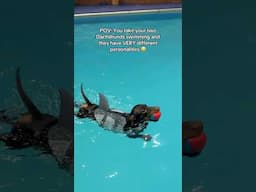 Two dachshunds swimming. Two very different personalities 😂
