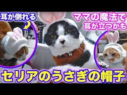 2025ｰ03−09 保護猫たちの「ほっこり猫ライブ」ハッチ＆マック＋黒猫めめ＋がんサバイバーママ Cat live Stream in Japan -Cat Life TV