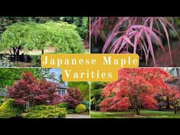 Japanese Maple Varieties Explained (Leaf Type, Size, Color)