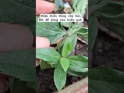Cách phân biệt chuẩn cây sài đất ta #caysaidat