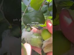 Apel Putsa