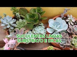 SUCULENTAS NO OUTONO MEU SUBSTRATO  BACIA  E DICAS