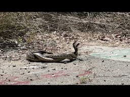 Rattlesnakes mating in Los Angeles