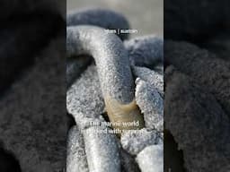Lugworm Noodle Poop – Fun Beach Discovery | @RoundglassSustain #Shorts
