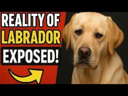 😱 You Won’t Believe This About Labradors! | Reality Exposed..!!