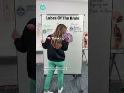 Lobes of the brain 🧠 #RN #BSN #futurenurse