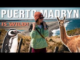 INCREDIBLE Wildlife Encounters in PUERTO MADRYN, ARGENTINA!