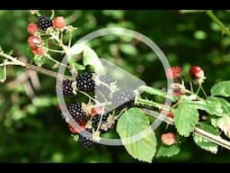 7 Foraging Finds