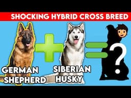 10 Incredible Mixed Cross Hybrid Dogs Breeds | Dog Cross breeds
