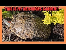 35 YEAR OLD RED EARED SLIDER TURTLE GETS INTO MY NEIGHBORS FLOWER GARDEN!!!