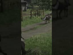 Rockstar Genius Drunk Enters Town to Pay Bounty Red Dead 2 Online