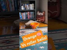 Shine's ball-track cat toy 🐈‍⬛🐈Soot & Shine