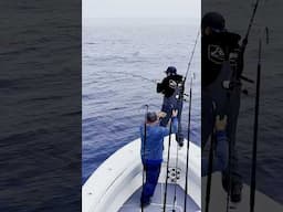 Ali takes @forrest.galante on a search for Bluefin!