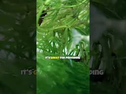 Hornwort 🌿 Easy Aquarium Plants for Beginners
