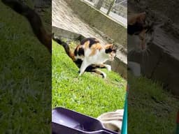 Watch This Cat Try to Imitate My Yoga Pose! 🤭🤣 #shorts #shortsfunny #cat #fyp #fypage