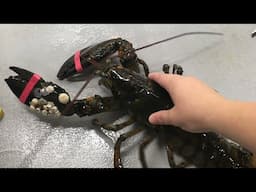 What's Eating Lobster - Briefing