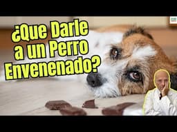 ⚠️🐶❓ ¿QUÉ DARLE A UN PERRO ENVENENADO? 🚨💔