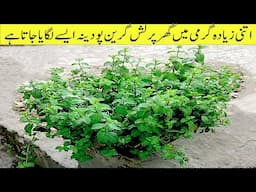 How to Grow Mint in Containers (And Get a Huge Harvest)