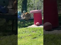 ** WAT for the ZOOM In ** Kyro has destroyed his box and is using it for a pillow!!