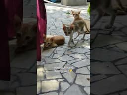 3 Cat babies🥺😺#cat#cats#catvideos #catshorts