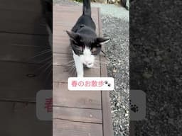 茶々丸  春のお散歩