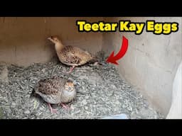 Teetar Nay Eggs Dy Diye | Aseel Chicks Nekal Aye 🥰