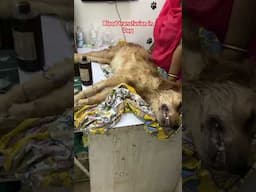 Blood transfusion in Golden Retriever Dog | Anemia in dog #bloodtransfusion