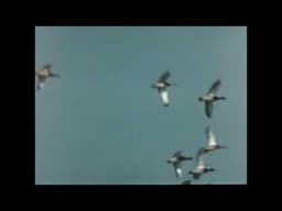 Surplus Bird Footage.