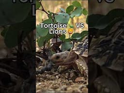 Is this nature’s greatest battle? Who comes out on top? #lion #tortoise #naturedocumentary