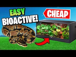 Bioactive Ball Python Setup on a Budget