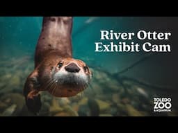 River Otter Exhibit, LIVE | Toledo Zoo