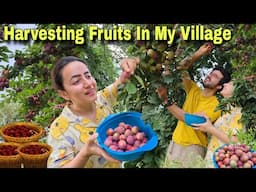 Gaon Me Ye Mera Favorite Time Hai || Harvesting Fresh Fruits In My Village || Jyotika and Rajat